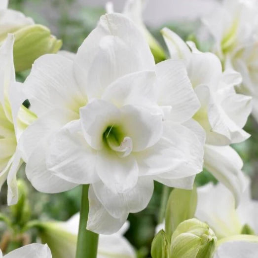 Alasca - Amaryllis Bulb