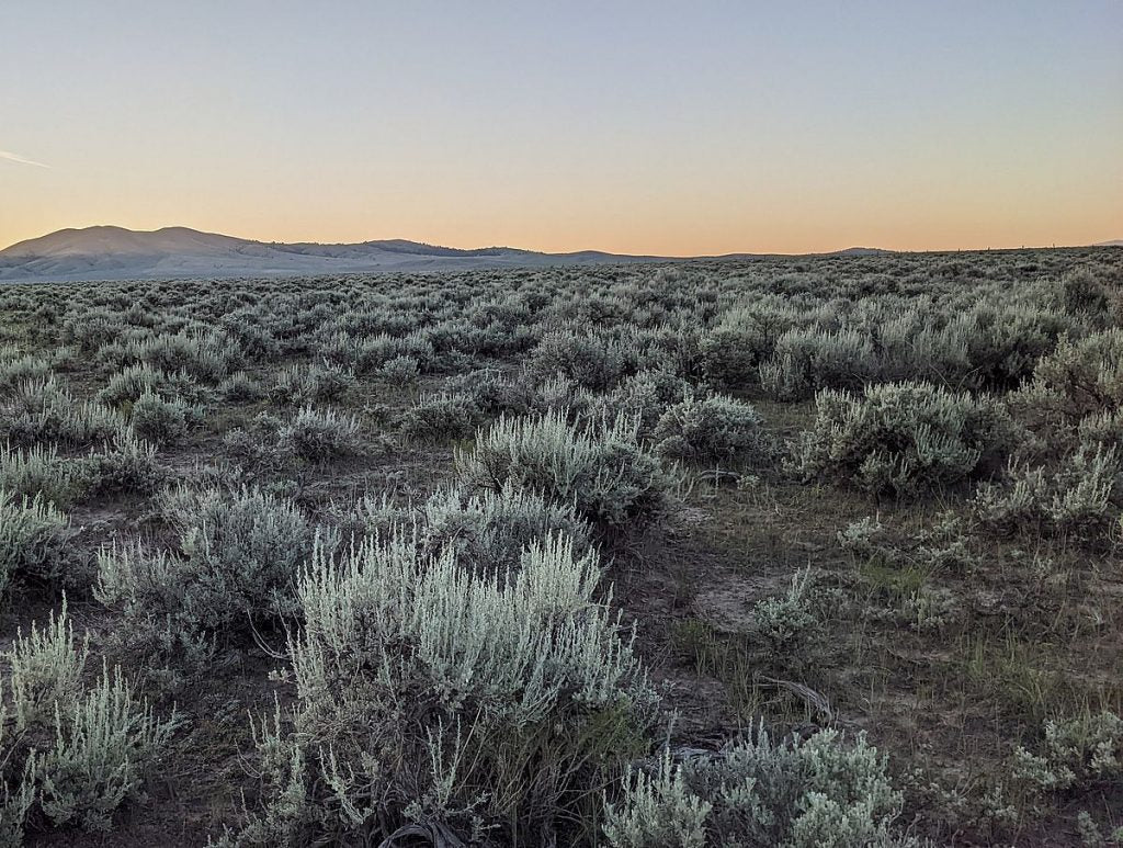 Farmhouse: Sage Brush + Thistle