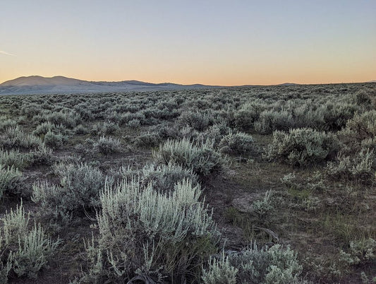 Farmhouse: Sage Brush + Thistle