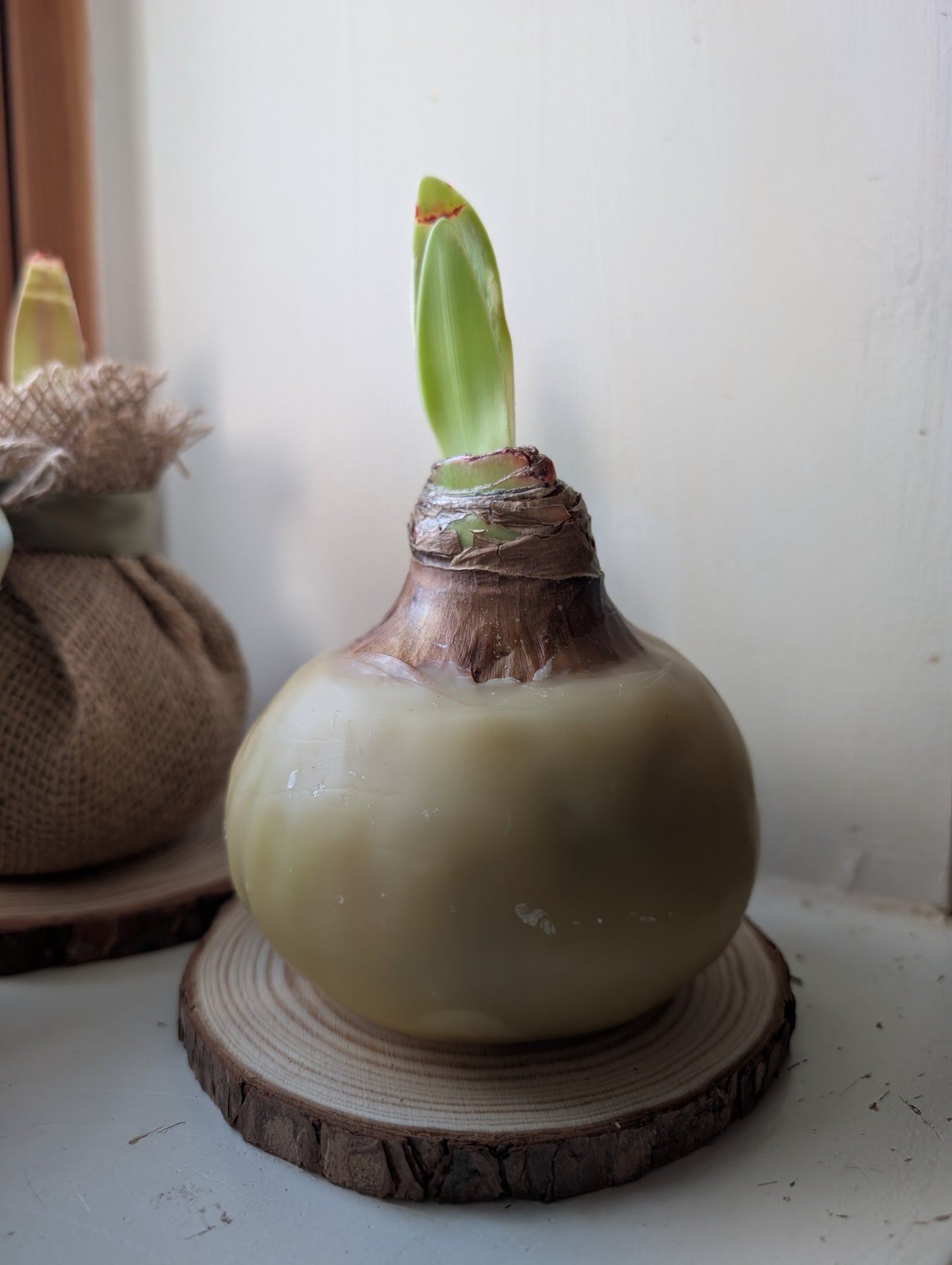 Red Lion - Amaryllis Bulb