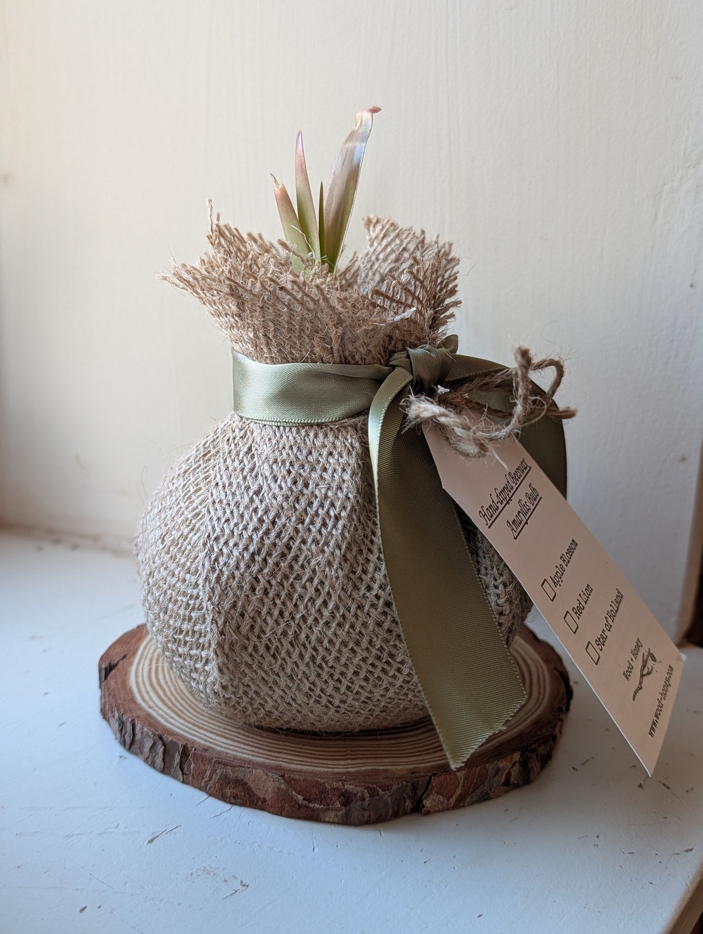 Red Lion - Amaryllis Bulb