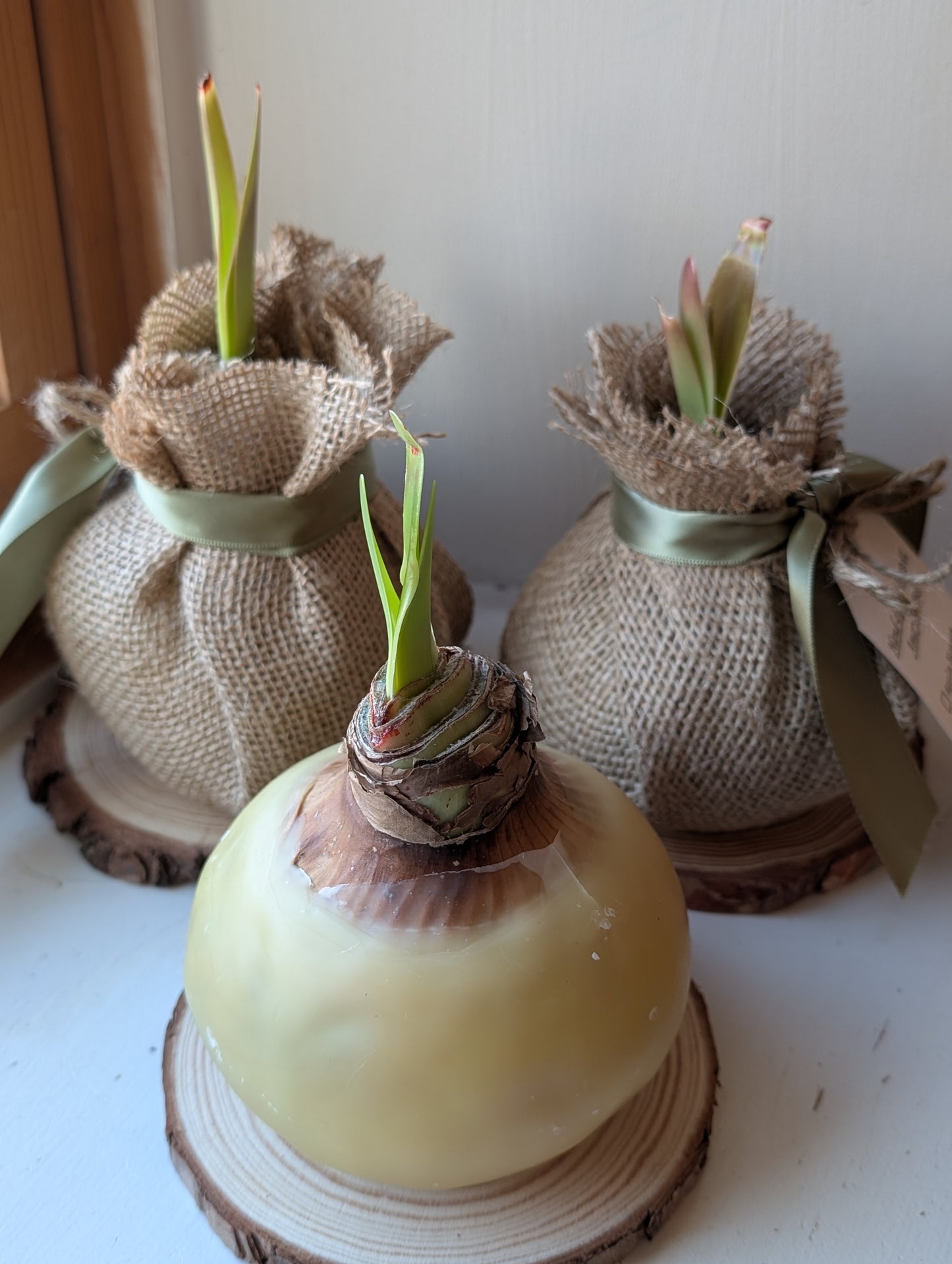 Red Lion - Amaryllis Bulb