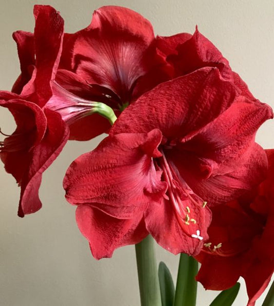 Red Lion - Amaryllis Bulb
