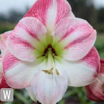 Cherry Blossom - Amaryllis Bulb