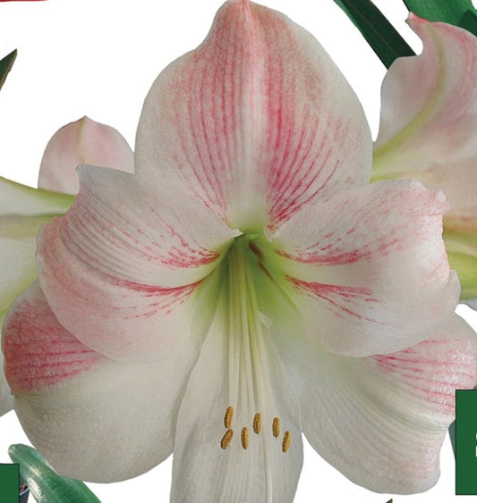 Apple Blossom - Amaryllis Bulb