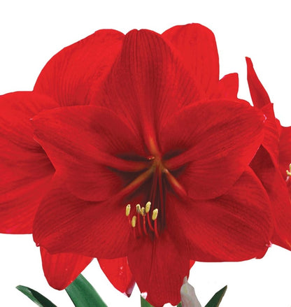 Red Lion - Amaryllis Bulb