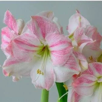 Cherry Blossom - Amaryllis Bulb