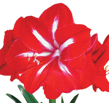 Star of Holland - Amaryllis Bulb